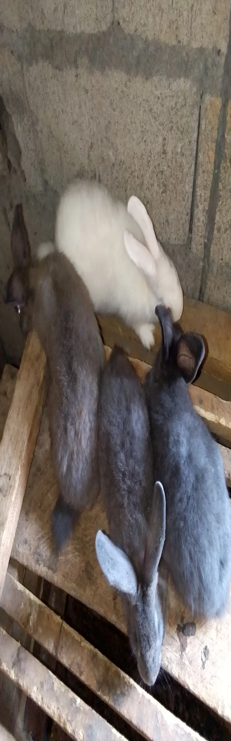 Animals lapins