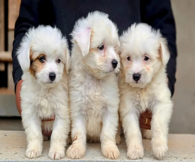 Vente de chiens Cotton trop mignon