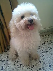 Caniche disponible