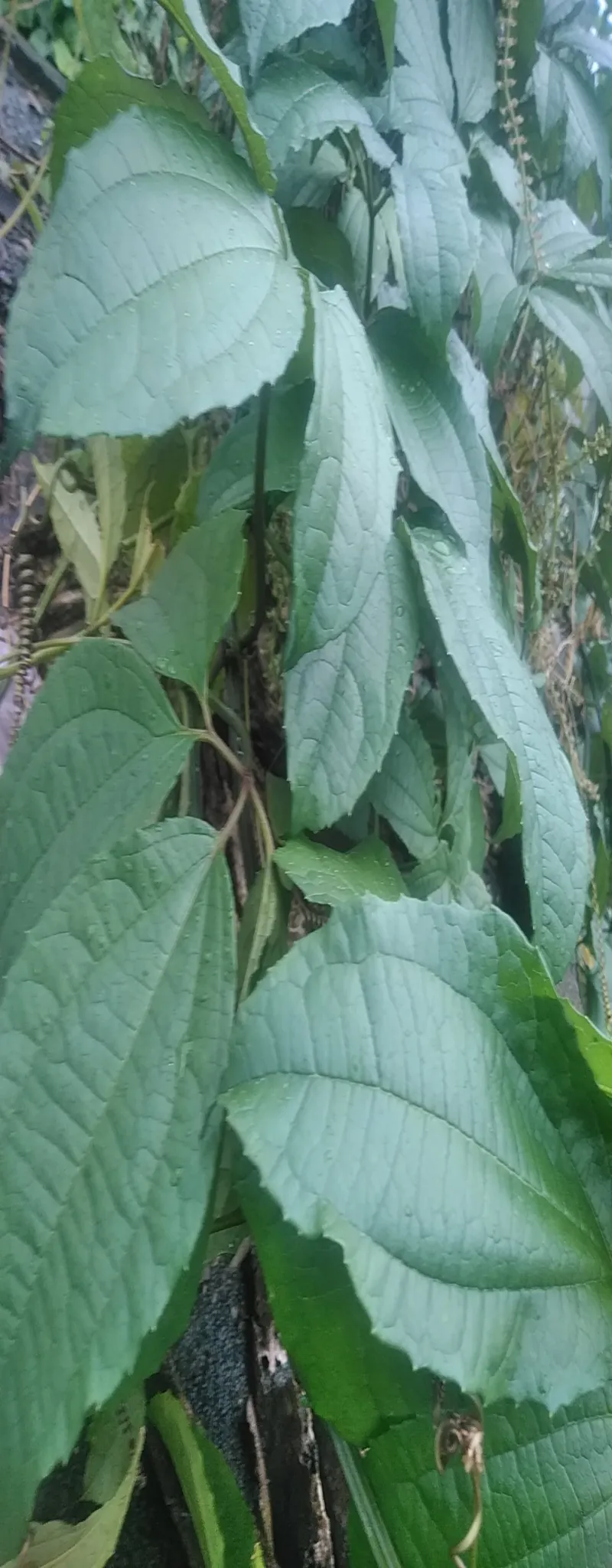 Vends de légume okoribon en kilo ( nettoyer ou non nettoyer)