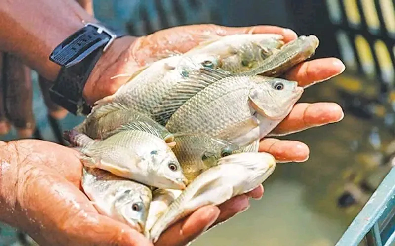 Vente de poissons silure poisson frais